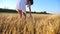 Unrecognizable woman in white dress walking along wheat field and touching ripe spikelets. Young girl enjoying beautiful