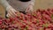 Unrecognizable young Caucasian woman choosing sweet strawberry in supermarket. Close-up of female hands touching