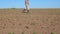 Unrecognizable young male farmer going through the small green sprouts of sunflower on his field at summer day. Concept