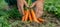 Unrecognized chef gathering ripe organic vegetables on a rural farmland for culinary use