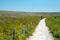 Unrecognized people trekking on a footpath on white cliffs of Dover national reserve park.