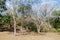 Unrestored building covered by the forest in the Northwest temple group at the ruins of the ancient Mayan city Uxmal