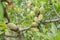 Unripe almond on the branch of the tree in Sicily, Italy