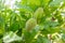 Unripe almond on the branch of the tree in Sicily, Italy