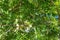 Unripe almond on the branch of the tree in Sicily, Italy