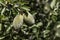 Unripe almond tree fruits in foliage close-up