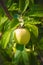 Unripe apple on a branch