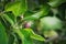 Unripe apple fruit on the tree and leaves close up