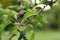 Unripe apple fruit on the tree and leaves close up