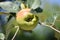 Unripe apple on the tree