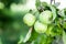 Unripe apples on a branch