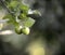 Unripe apples in the garden