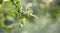 Unripe apples in the garden