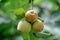 Unripe apples on a tree branch with leaves