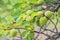 Unripe apricots on branch. Apricot tree, close-up.