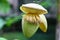 Unripe banana fruit