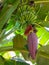 an unripe banana with a large banana heart