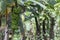 Unripe bananas in the jungle close up: Green Banana tree in the rainforest of Amazon River basin in South America