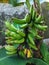 Unripe bananas on tree