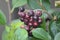 Unripe berries of an Aronia prunifolia Nero