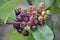 Unripe berries of an Aronia prunifolia Nero