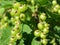Unripe berries  in the garden close-up