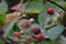 Unripe berries - Serviceberry (Amelanchier)