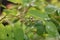 Unripe berries - Serviceberry (Amelanchier)