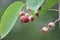 Unripe berries - Serviceberry (Amelanchier)