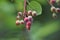 Unripe berries - Serviceberry (Amelanchier)