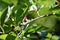 Unripe berries - Serviceberry (Amelanchier)