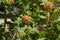 Unripe berries of viburnum lantana on branches