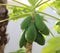 Unripe big fruits of the papaya on the tree