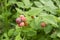 Unripe Black Raspberries And Leaves