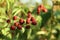 Unripe blackberries growing on bush outdoors, closeup