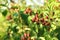 Unripe blackberries growing on bush outdoors, closeup