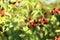 Unripe blackberries growing on bush outdoors, closeup