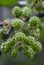 Unripe blackberry fruits aggregated, not harvested, with a blurred branch in the background