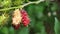 Unripe Blackberry on plant closeup macro shot showing stems