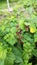 Unripe blackcurrant - bush in the garden