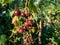 Unripe blackcurrants ribes nigrum on the branch between green leaves in the sunlight in home garden