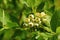 Unripe blueberries with dew