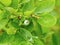 Unripe blueberries with dew