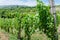 Unripe branches of green grapes in a vineyard on a summer day in