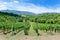 Unripe branches of green grapes in a vineyard on a summer day in