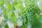 Unripe branches of green grapes in a vineyard on a summer day in