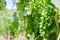 Unripe branches of green grapes in a vineyard on a summer day in southern Italy.