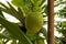 unripe breadfruit, jackfruit hanging on a branch