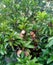 Unripe brown sapodilla