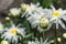 Unripe bud of white flowers Leucanthemum with yellow center and green leaves grows in the garden. Large daisies